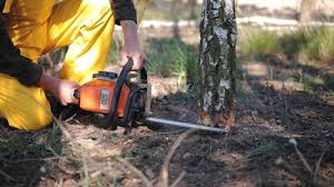 Best Tree Maintenance Programs  in Skyline Acres, OH