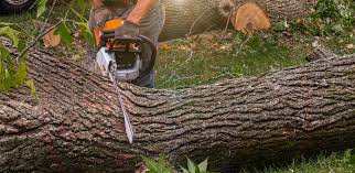 Best Tree Disease Treatment  in Skyline Acres, OH