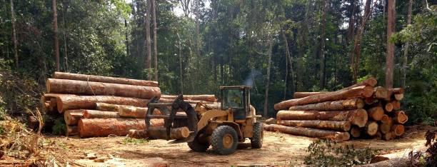 Best Arborist Consultation Services  in Skyline Acres, OH