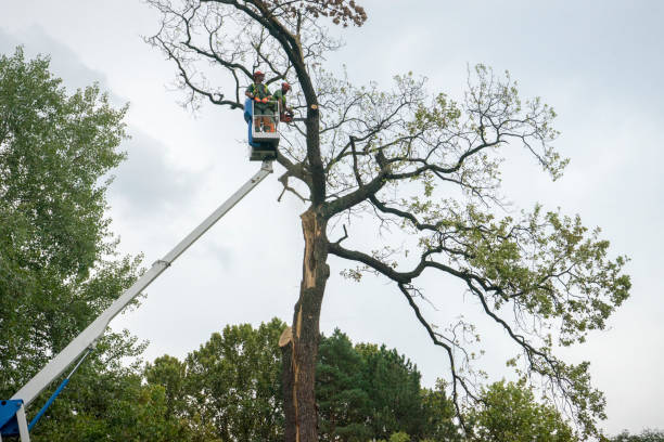 Best Tree Mulching  in Skyline Acres, OH