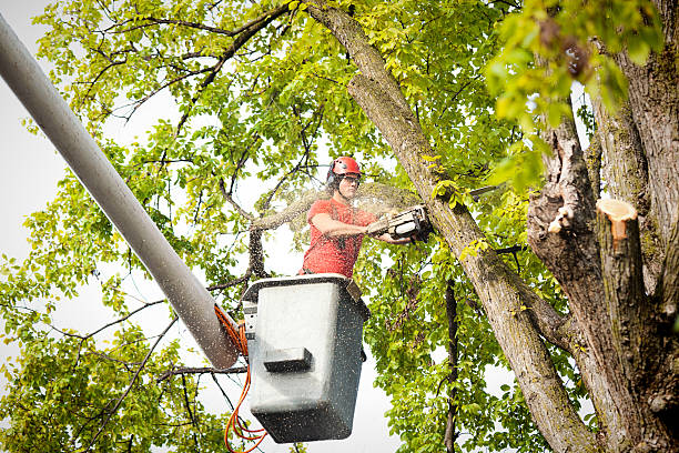 Best Hedge Trimming  in Skyline Acres, OH