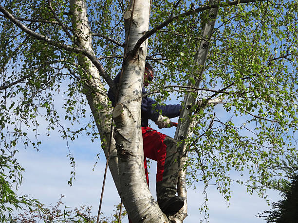 Best Tree and Shrub Care  in Skyline Acres, OH